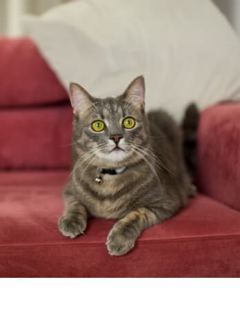 Есть домашние животные Есть домашние животные